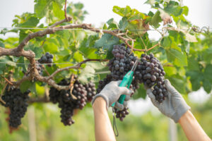 The Wine Industry Cheers for Digital Transformation Advances