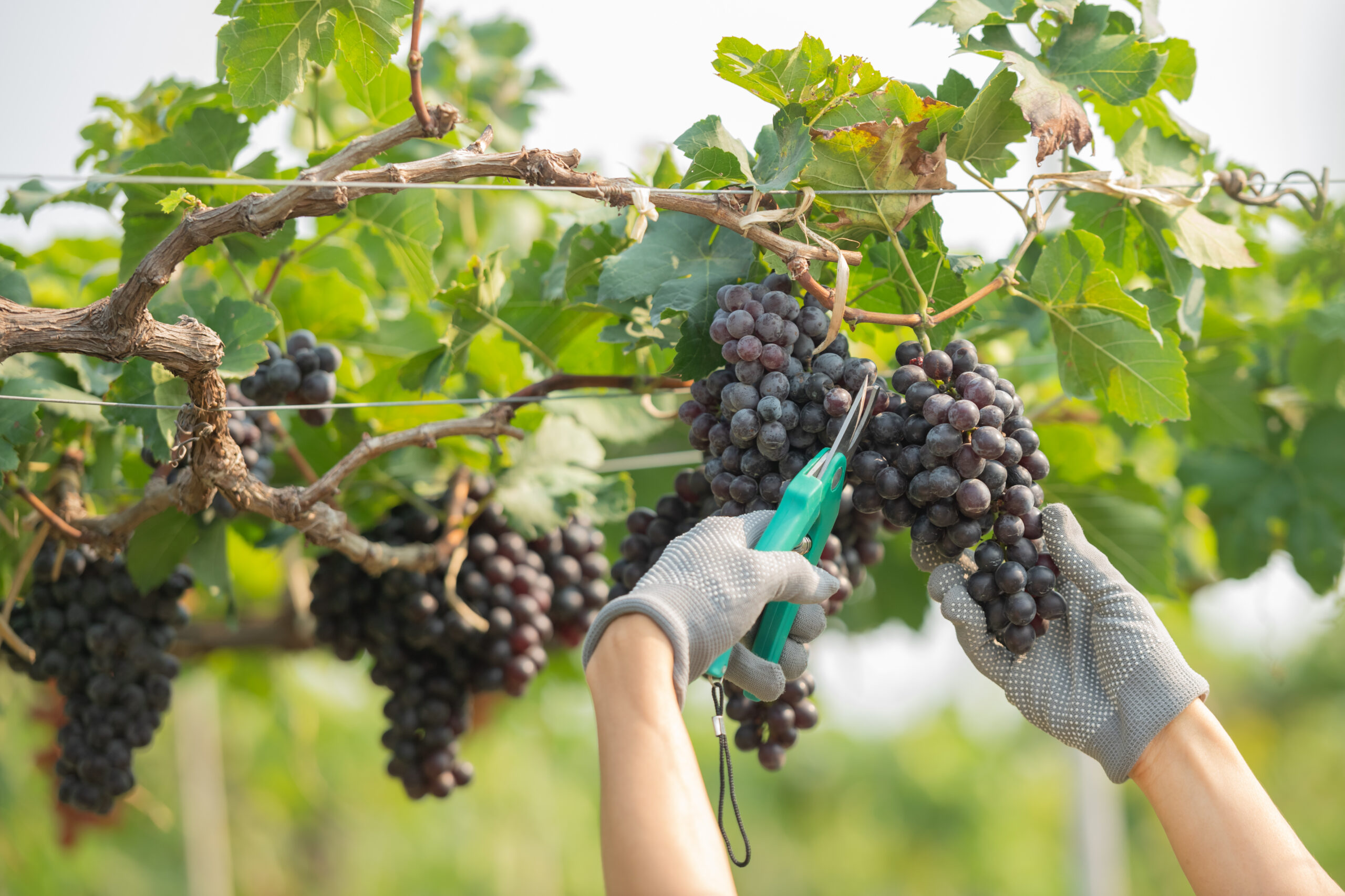 La industria vitivinícola brinda por los avances de la transformación digital